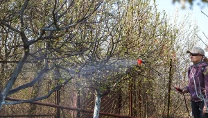 Jak wiosną stosować domowe opryski olejowe?