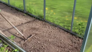 Wrzuć do dołka i wyrównaj. W tym roku pomidory będą jak malowane