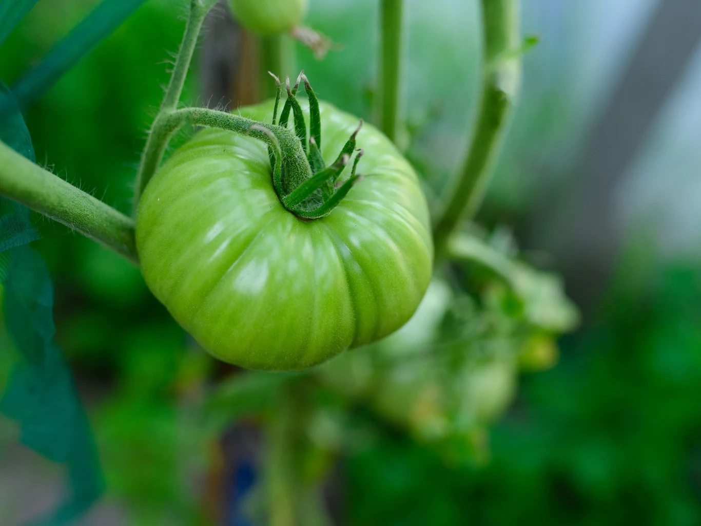 zielony, niedojrzały pomidor rosnący na gałązce wśród liści, z rozmytym tłem ogrodu