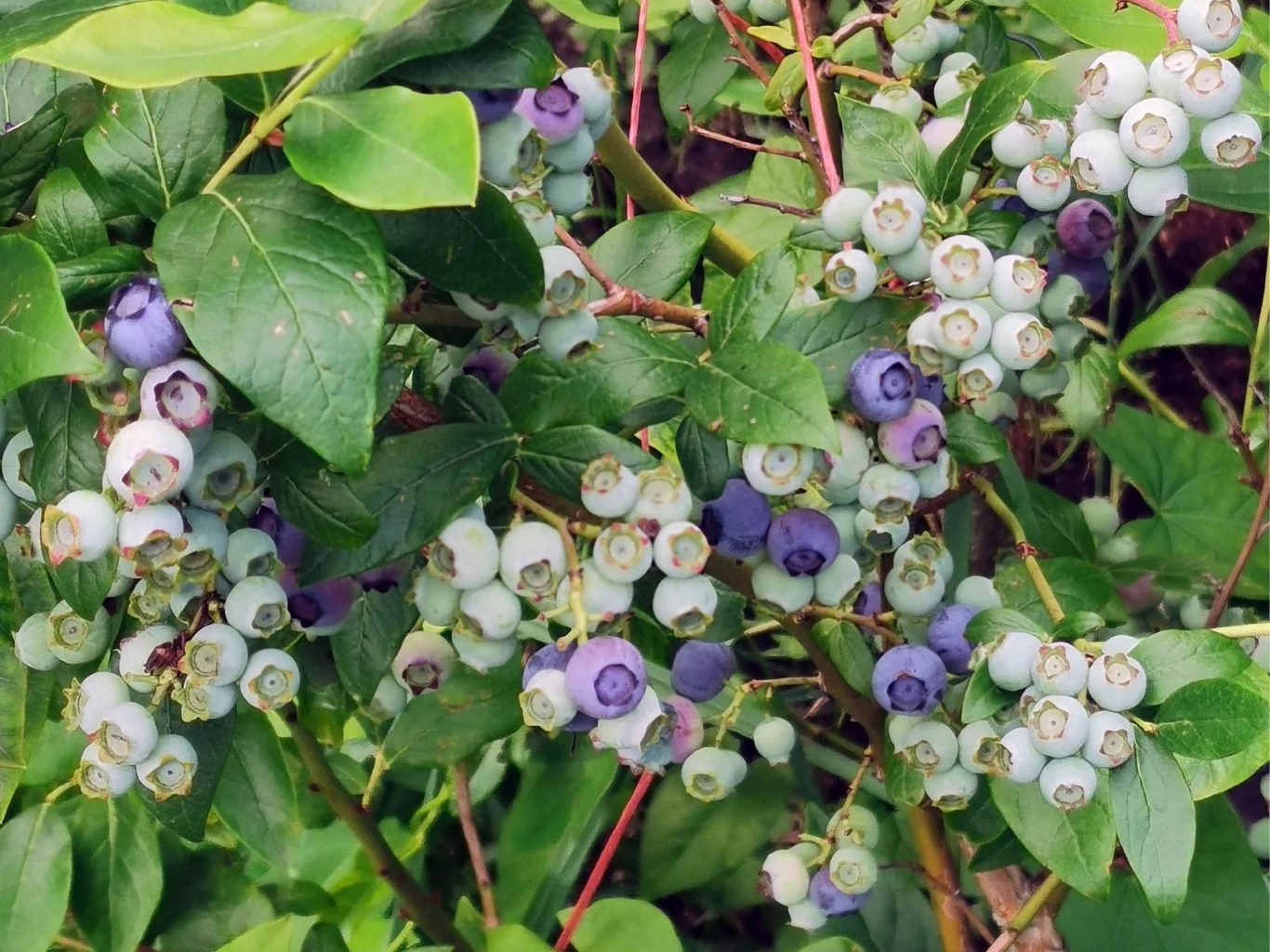 Gałązki krzewu borówki amerykańskiej pokryte licznymi zielonymi liśćmi oraz dużymi gronami owoców w różnych stadiach dojrzałości.