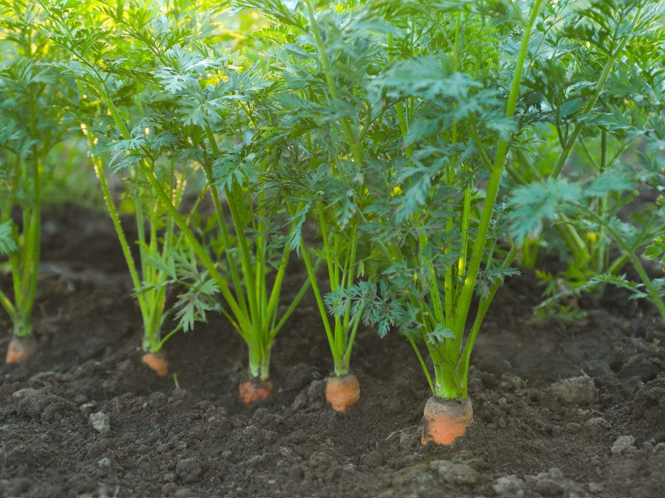 rząd młodych marchwi wyrastających z żyznej, ciemnej ziemi, widoczne zielone liście i pomarańczowe korzenie