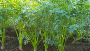 Słodka i prosta marchew do października. Nie syp kompostu „na oko”