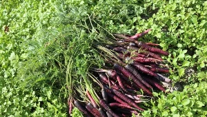 Ciemna marchew to nie nowość – w Azji uprawiano ją od starożytności.