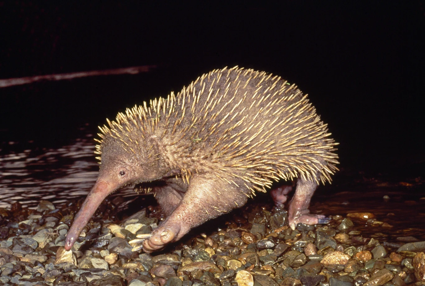 dziobak kolczasty o wydłużonym pysku i ciele pokrytym żółtawymi kolcami porusza się po kamienistym brzegu w pobliżu wody, wyciągając przed siebie przednie łapy