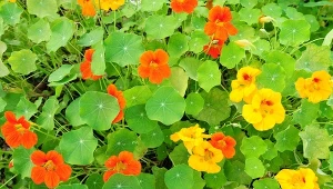 Ta roślina odstrasza ślimaki i świetnie smakuje. Musisz ją mieć w ogrodzie