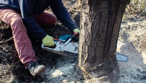 Chcesz wyciąć drzewa lub krzewy w ogrodzie? W tym okresie grozi ci mandat