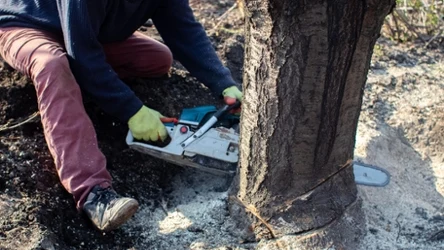 Wycinanie drzew i krzewów - kiedy jest zabronione?