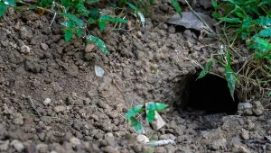 Włóż trochę do nor w ogrodzie. Na szczury działa jak paralizator 