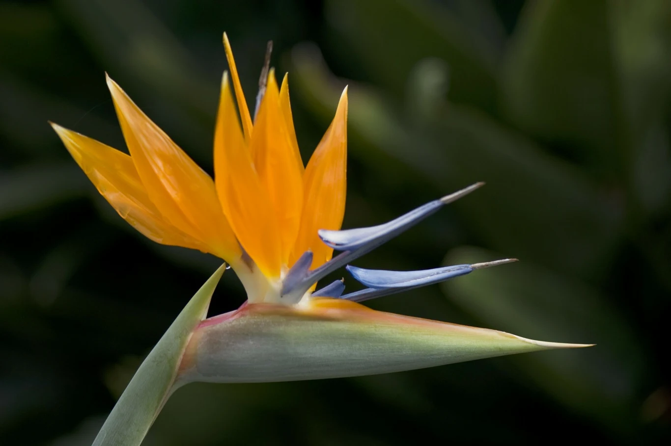 Strelicja królewska to efektowna roślina, którą w naszym klimacie można uprawiać wyłącznie w doniczce. Sprawdź, jak o nią zadbać. Kwitnący kwiat strelicji o intensywnie pomarańczowych i niebieskich płatkach, na tle ciemnozielonych liści.
