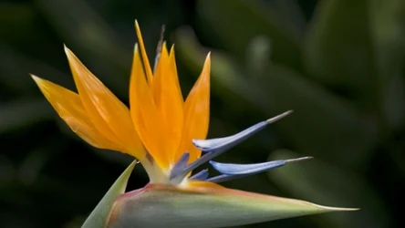 Strelicja królewska to efektowna roślina, którą w naszym klimacie można uprawiać wyłącznie w doniczce. Sprawdź, jak o nią zadbać. 