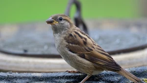Ptaki nie chcą przylatywać do ogrodu? Powody mogą zaskoczyć