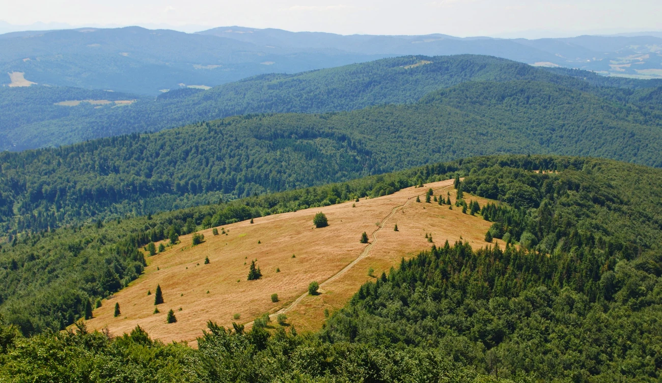 Ile zajmuje wejście na Mogielicę? Rozległa polana na Mogielicy otoczona gęstym lasem, w tle pagórkowaty krajobraz Beskidu Wyspowego