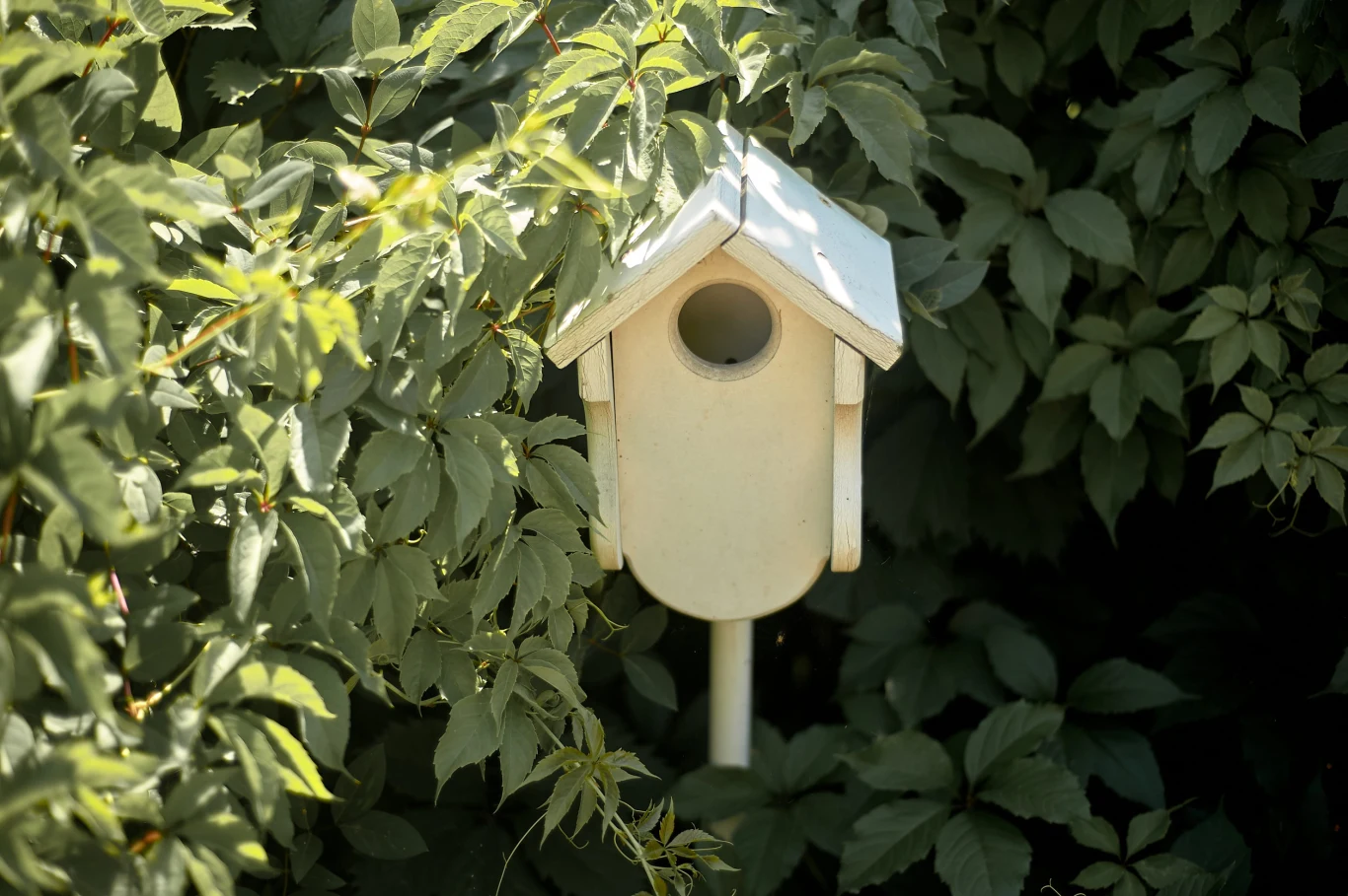 Budki lęgowe nie powinny być umieszczone w najbardziej ruchliwych częściach ogrodu jasny, drewniany domek lęgowy dla ptaków otoczony gęstymi, zielonymi liśćmi roślin ogrodowych