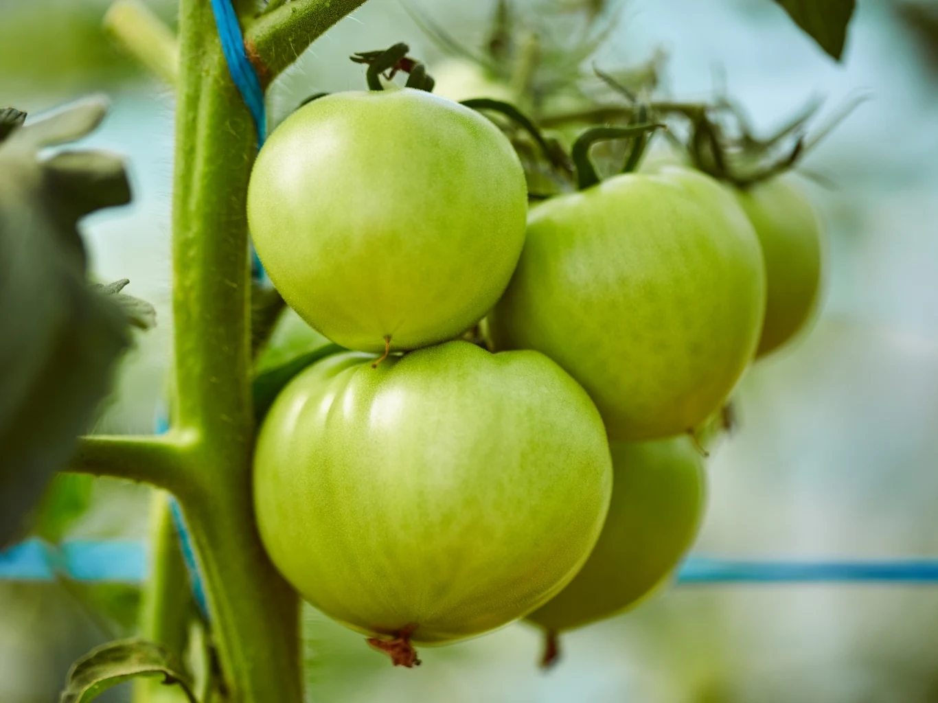 Pomidory nie przepadają za nawożeniem fusami z kawy zielone pomidory rosnące na krzaku, skupione w gronie, otoczone liśćmi i łodygą