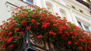 Wystarczą resztki ziemniaków i drożdże. Balkon utonie w kwiatach