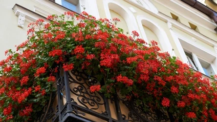 Jak zadbać o pelargonie, by bujnie kwitły?