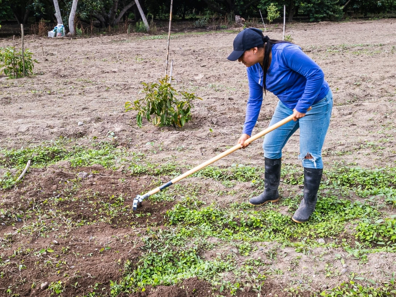 Czy fusy z kawy na grządce faktycznie stymulują wzrost roślin? Kobieta w niebieskiej bluzie i czapce usuwa chwasty motyką wokół młodych roślin na grządce.