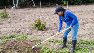 Zamiast całych wiader, sypnij garść. Warzywa będą zdrowe i ogromne