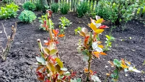 Róże mają czarne pędy po przymrozkach? Zrób prosty test i uratuj kwiaty