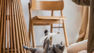 Sheba.pl