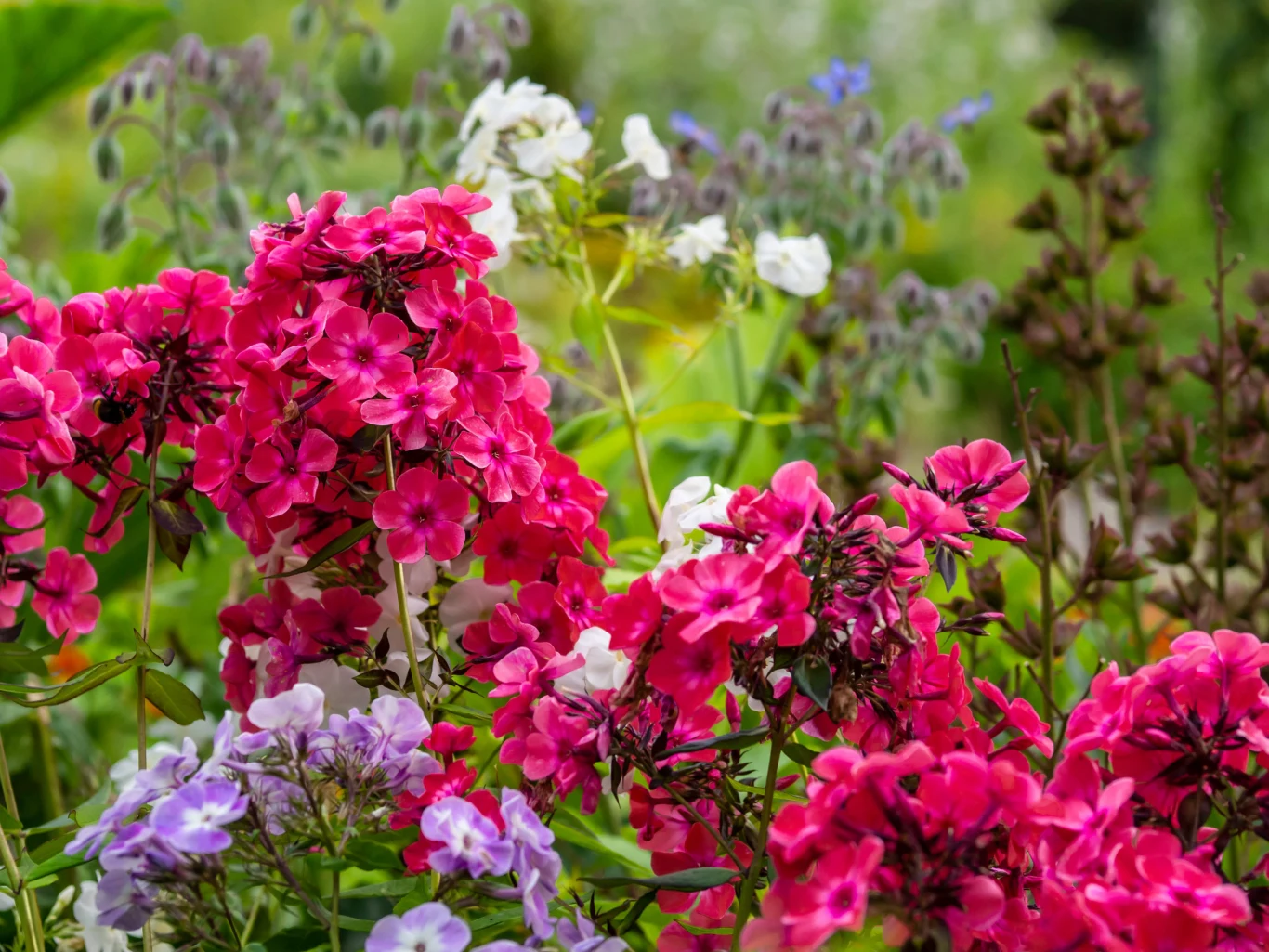 Niektóre byliny, jak floksy wiechowate, najlepiej reagują na nawożenie kompostem. Floksy wiechowate w jaskrawym różu, otoczone fioletowymi i białymi kwiatami na tle zieleni ogrodu.