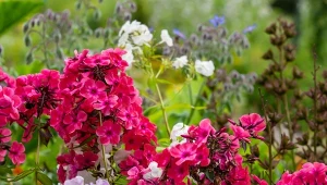 Syp solidnie wokół floksów. Będą kwitły jak marzenie aż do przymrozków