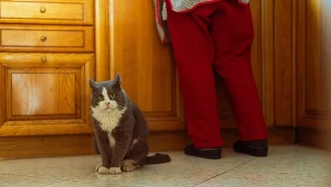Pięć dowodów na to, że twój kot cię kocha. Numer 1 stopi najtwardsze serce