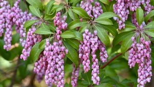 Kwiaty ma tygodniami, a liście cały rok. Zastąpi rododendrona