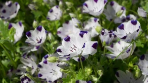 Porcelanka plamista tworzy kwiatowy dywan i nie sprawia problemów