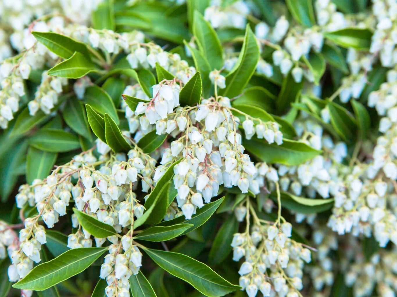 gęste skupiska drobnych, białych kwiatów zwisających na długich łodygach pośród ciemnozielonych, lancetowatych liści