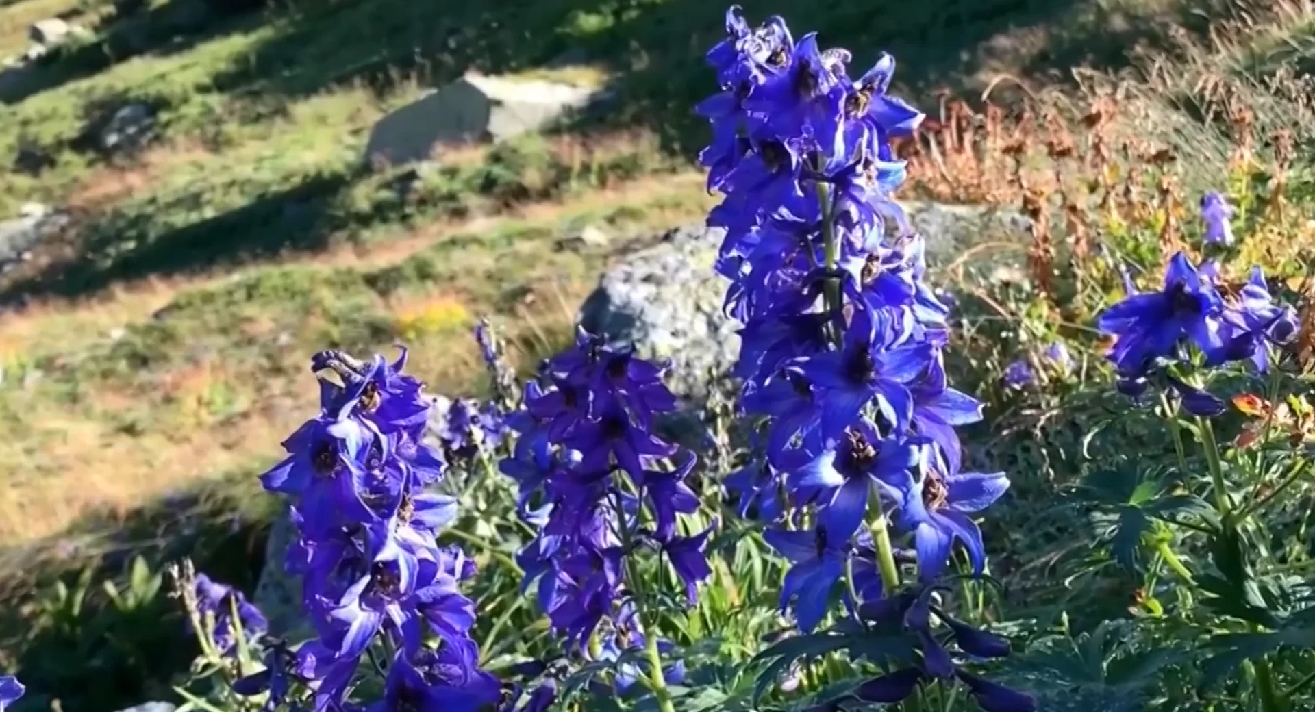 wysokie fioletowe kwiaty rosnące wśród zieleni na słonecznym stoku, w tle widoczne duże głazy