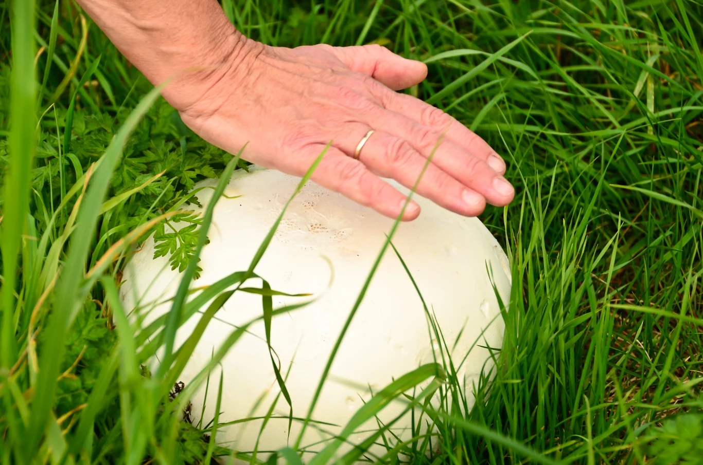 Ten grzyb jeszcze niedawno był pod ochroną. Teraz możesz rozkoszować się jego smakiem Purchawica olbrzymia (Calvatia gigantea) rosnąca wśród parkowej trawy. Ten gatunek niedawno był pod ochroną