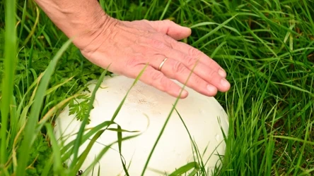 ​Ten grzyb jeszcze niedawno był pod ochroną. Teraz możesz rozkoszować się jego smakiem