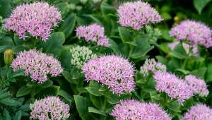 Roślina, która przetrwa najgorsze warunki. Nie musisz jej podlewać