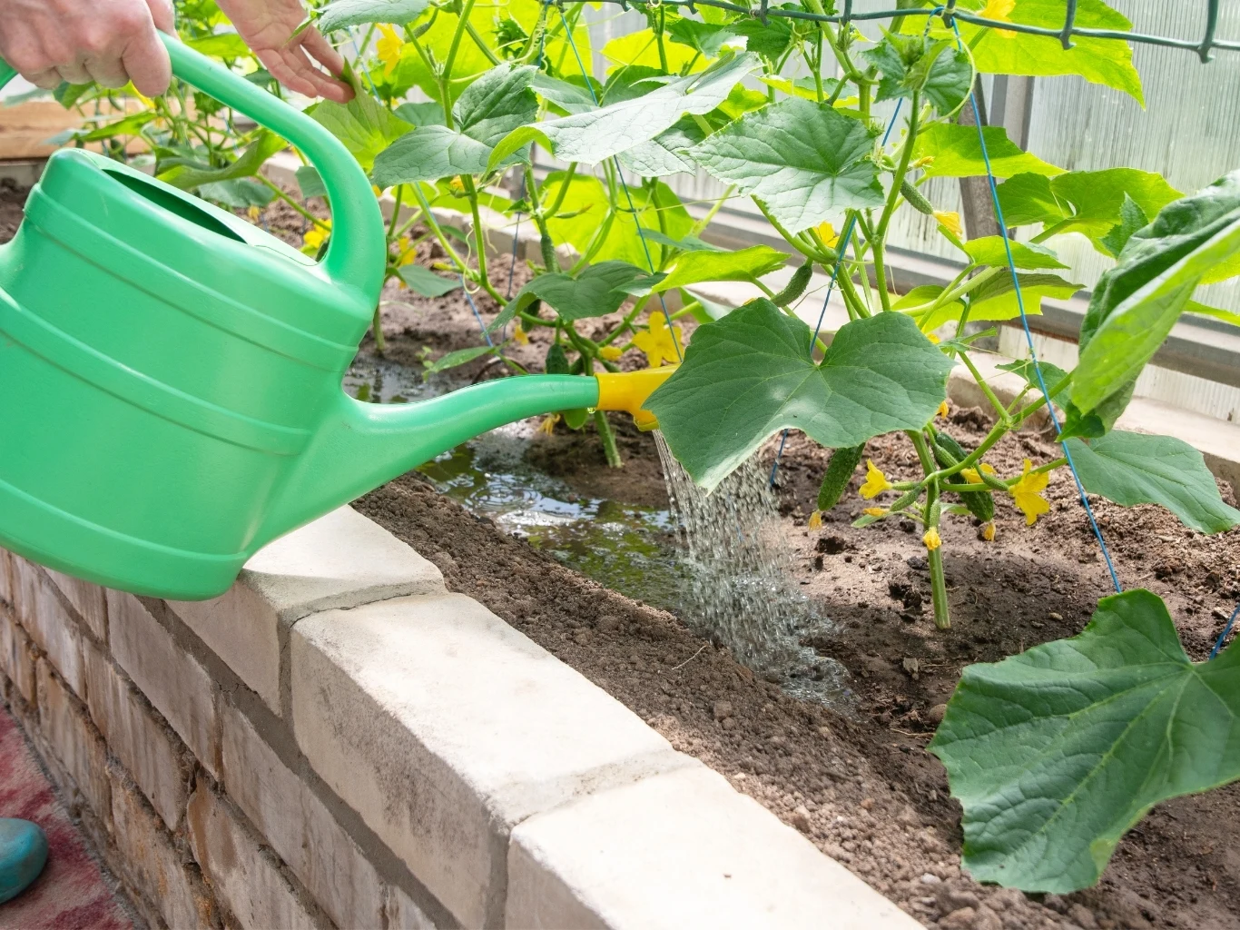 zielona konewka podlewa grządki ogórków rosnących w szklarni, ziemia jest wilgotna, młode liście mają intensywnie zielony kolor