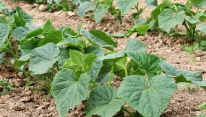 Jak wzmocnić ogórki, gdy trafią już do gruntu?