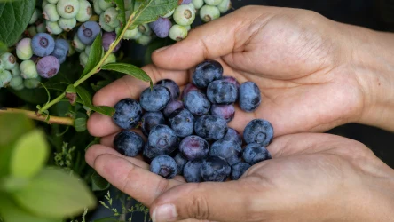 Borówka amerykańska może bujnie rosnąć i obficie owocować, jeśli spełni się jej wymagania. Sprawdź, jaką wodą nie wolno jej podlewać i dlaczego.