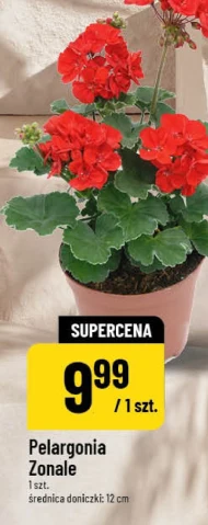 Pelargonia