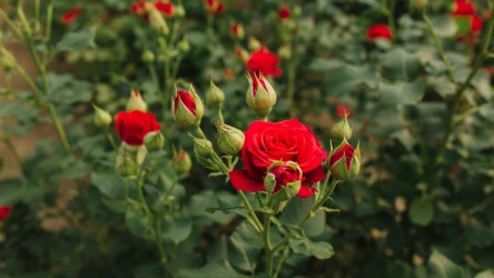 Róże przez wiele osób uznawane są za najpiękniejsze kwiaty na świecie. To bardzo popularne krzewy ozdobne. Sprawdź, dlaczego twoje róże nie kwitną. 