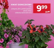 Kwiat ogrodowy Hybrid