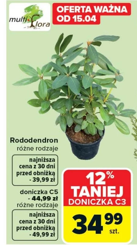 Рододендрон C &C