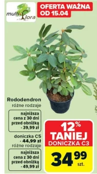 Рододендрон C &C