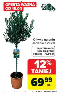 Roślina doniczkowa Gasa