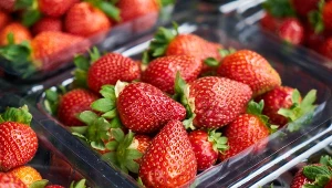 Polskie truskawki już są w sklepach. Tak odróżnisz je od zagranicznych 