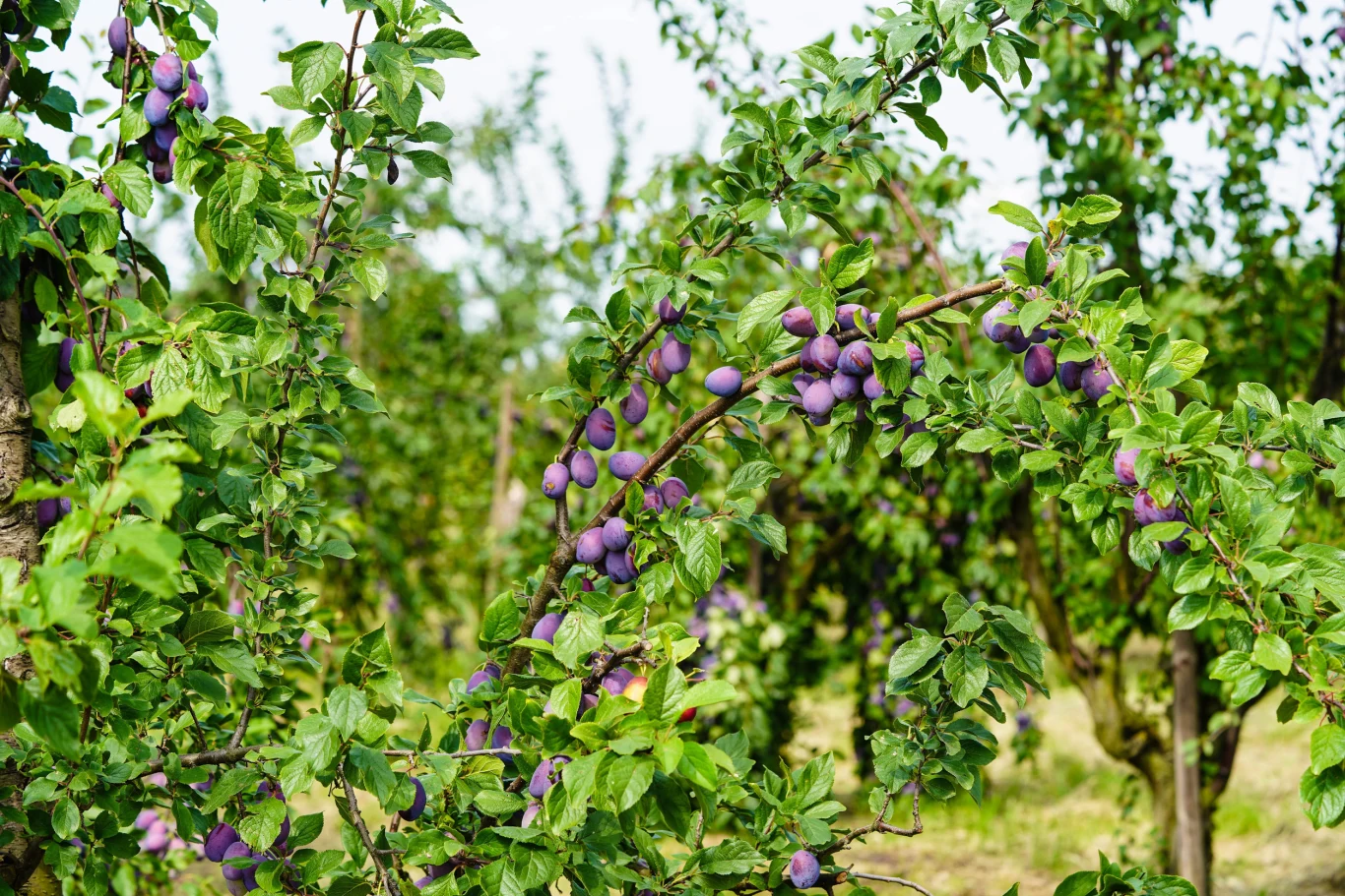 Dzięki domowym opryskom olejowym, owoce na drzewach będą zdrowe. Gałęzie drzewa śliwkowego z dojrzałymi fioletowymi śliwkami i zielonymi liśćmi, w tle inne drzewa owocowe