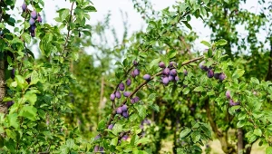 Śliwki jak z obrazka bez kropli sztucznego oprysku. To hit na zdrowe zbiory