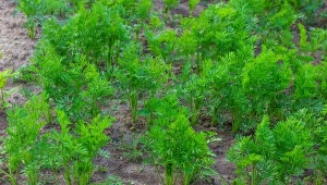 Marchew będzie duża i słodziutka. Wystarczy rozsądnie posypać przy siewie