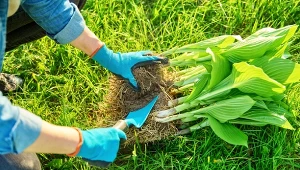 To najlepszy termin by przesadzić funkie. Sprawdź i nie przegap