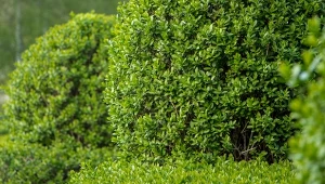 Zapomnij o tujach. Ten krzew rośnie szybciej i zapewni prywatność