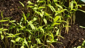 Jeden błąd i rozsada pomidora będzie dwa razy mniejsza. Popełnia go wielu